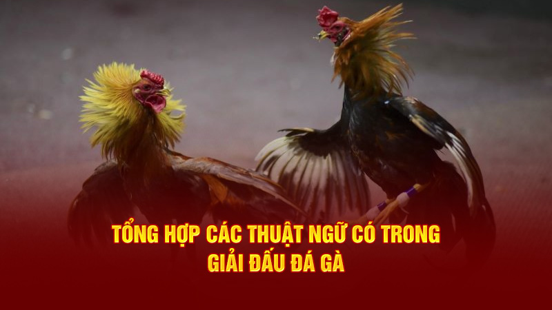 tổng hợp các thuật ngữ có trong giải đấu đá gà